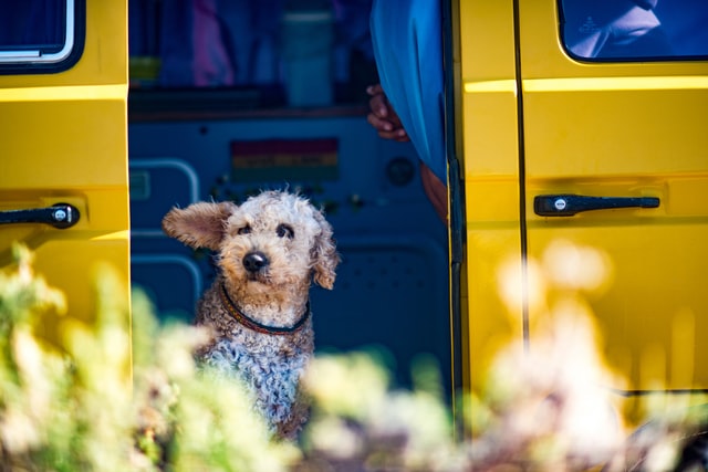 dog in yellow mobile dog grooming
