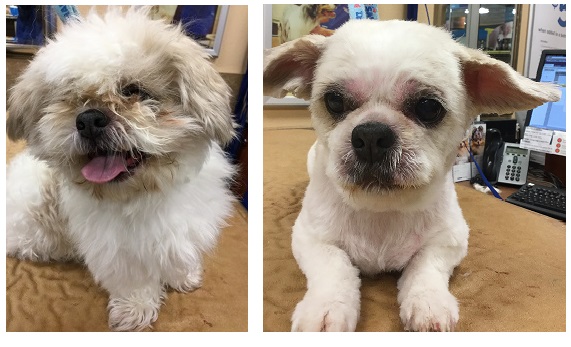 before and after of a matted dog