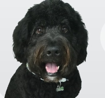 black groomed bernadoodle