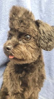 black mini poodle haircut