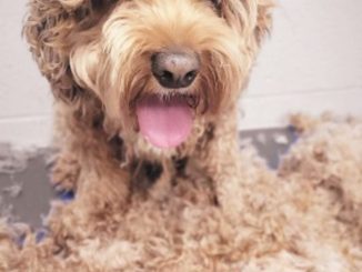 cropped-shaved-matted-cockapoo-1.jpg