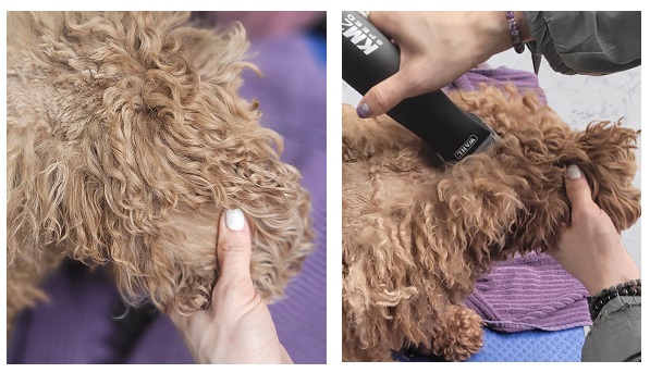 shaving out mats behind a dog's ear