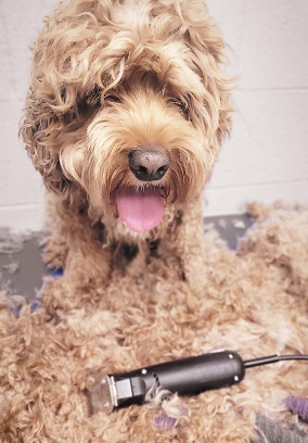 10 blade used on matted coat of dog