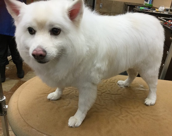 american eskimo groomed haircut with furminator