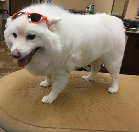 american eskimo haircut at groomers