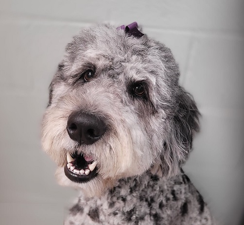 bernadoodle summer haircut with bow