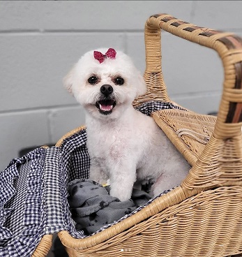 bichon teddybear haircut