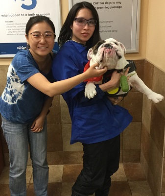 white english bulldog groomed 