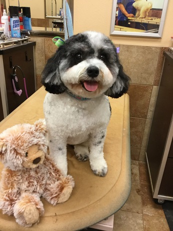 groomed cockapoo teddybear haircut