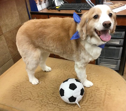 cockapoo groomed short haircut