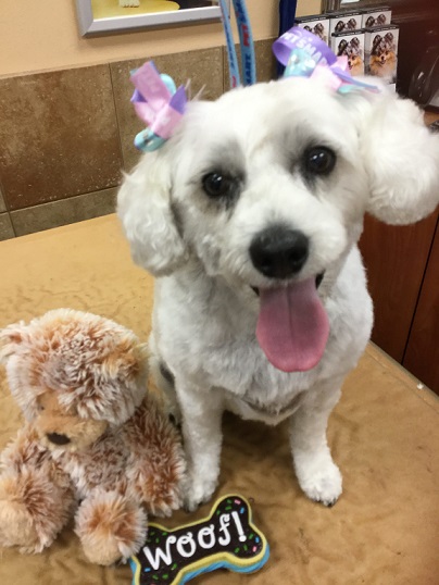 cockapoo haircut groomed by groomer