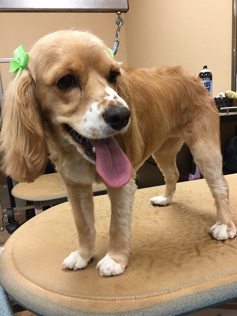 cockapoo haircut groomed hair