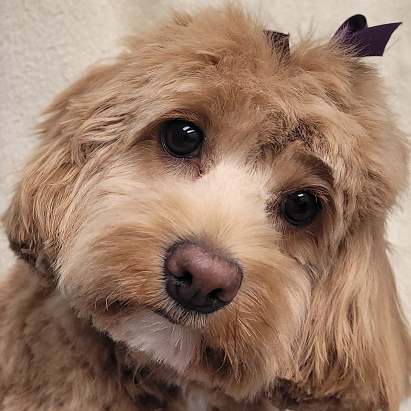 cockapoo puppy haircut