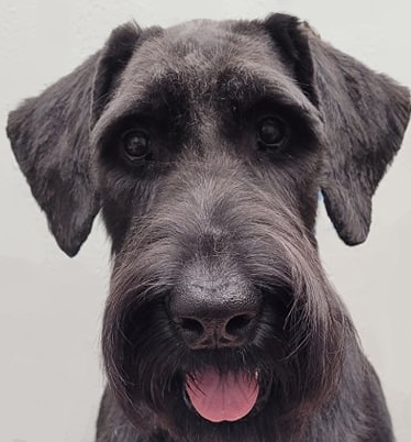 giant schnauzer haircut