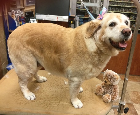 groomed golden retriever haircut