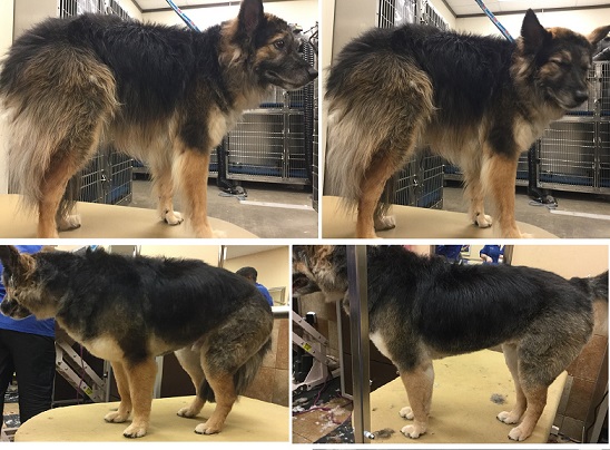 groomed german shepherd before and after photos