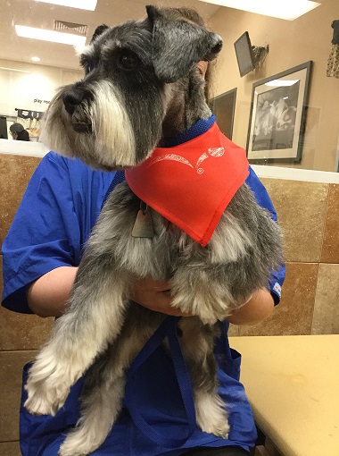 groomed schnauzer breed haircut