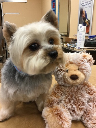 yorkie haircut groomed on table