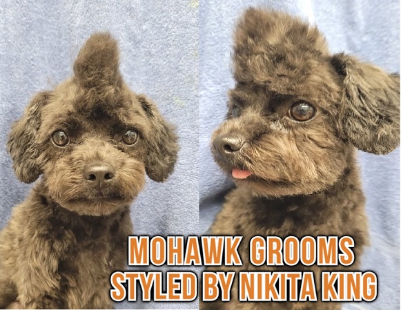 poodle mohawk haircut groomed