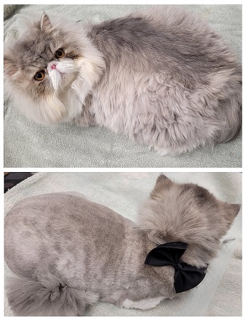 persian cat haircut shaved lioncut