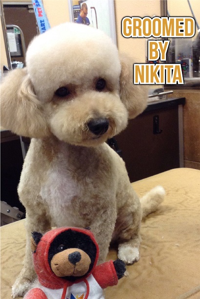 mini poodle haircut by groomer