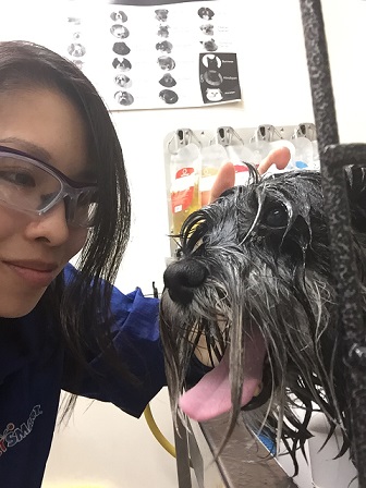 standard schnauzer bath in tub