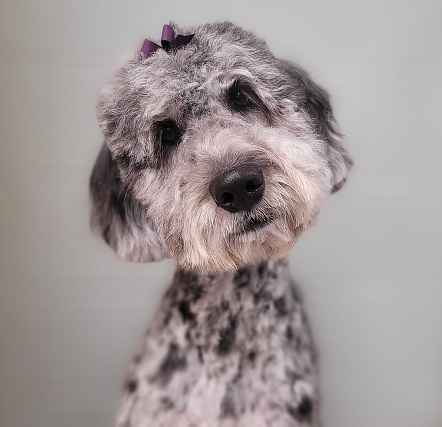 shaved bernadoodle haircut