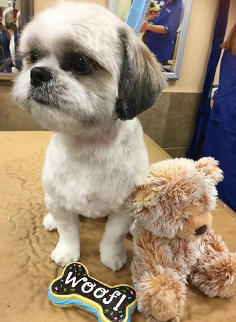 shaved shih tzu groomer haircut