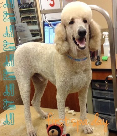 standard poodle groomed by nikita