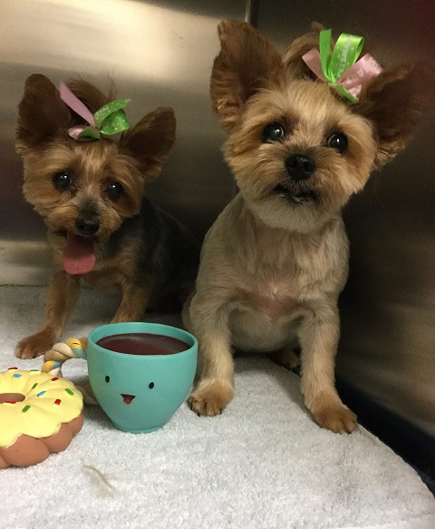 yorkie summer short haircut