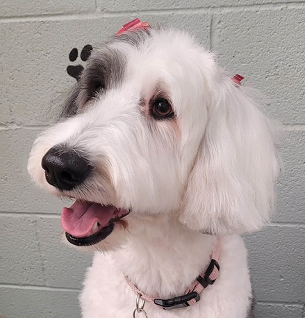 groomed sheepadoodle