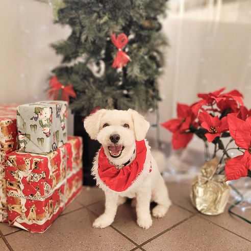 groomed white bichon dog haircut