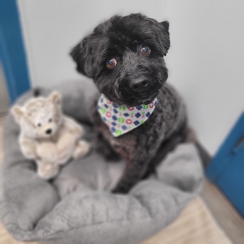 groomed black mini poodle haircut