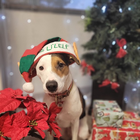 groomed pit bull in christmas hat