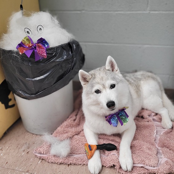 deshed husky with furminator