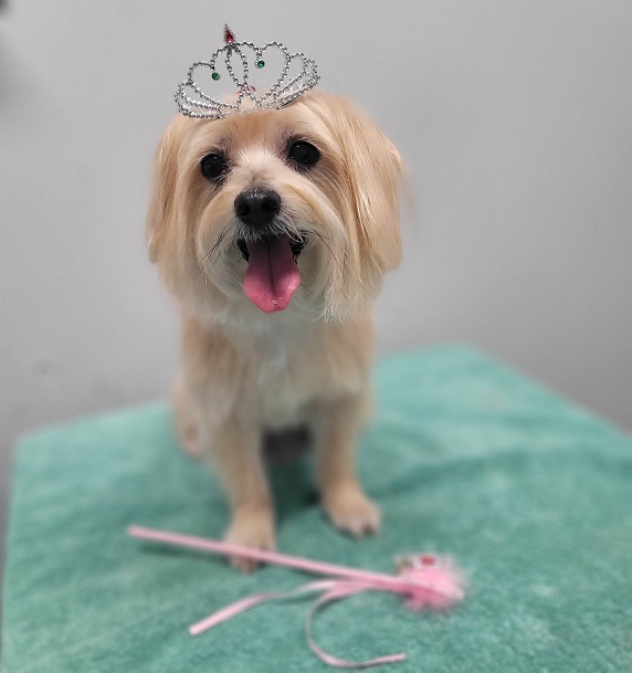 yorkie haircut with princess crown