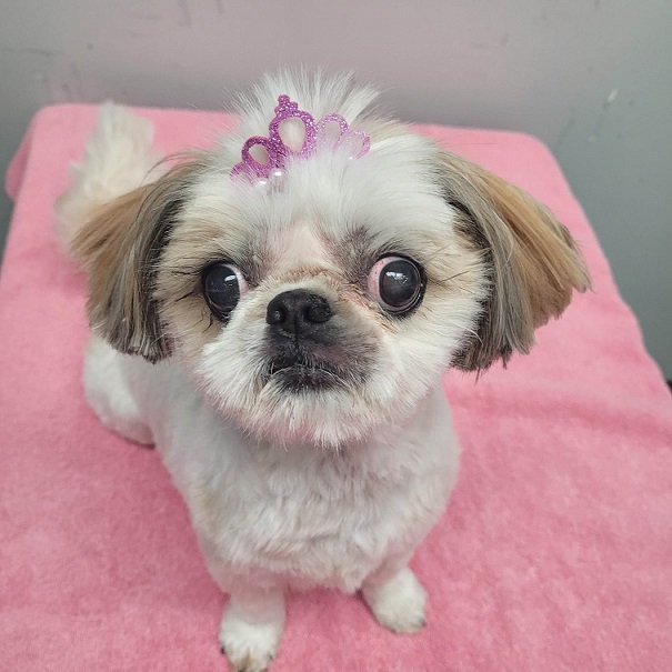 white shih tzu haircut groom